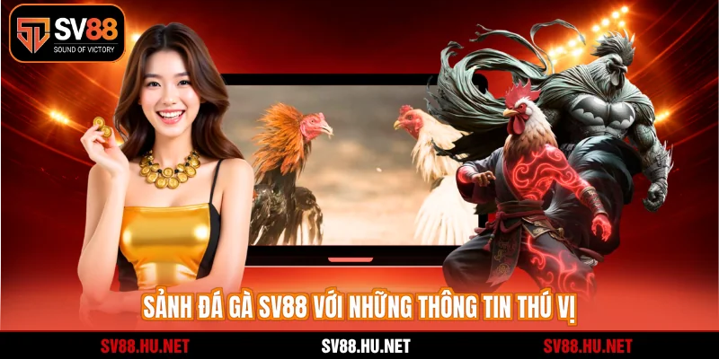 Sảnh đá gà SV88 với những thông tin thú vị